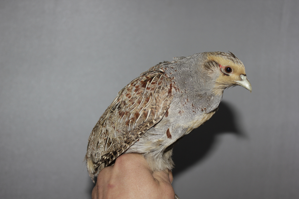 ������ ���� ���� ���� �������� � "����������� �����������"