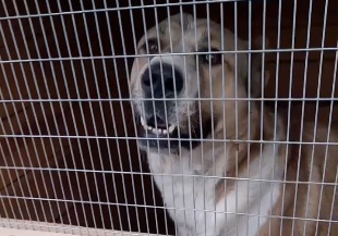 � ����-��� ������ ����� �� ���� �������