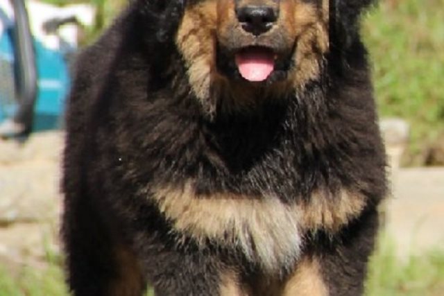 � ����-��� 5-������� ������ � ����� ���� �� ���������� ������