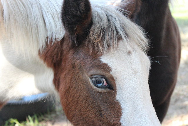 � ������� ����������� ������� ���������� ���������� ����� ����� � �������