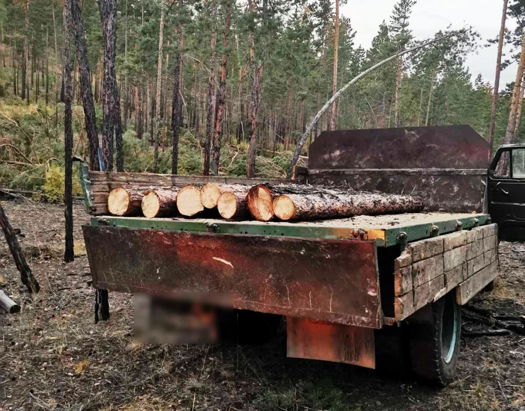 В Улан-Удэ оперативники пресекли незаконную рубку лесных насаждений в особо крупном размере