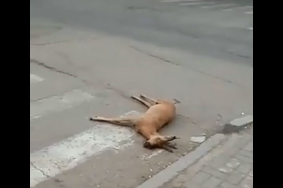  -     ►