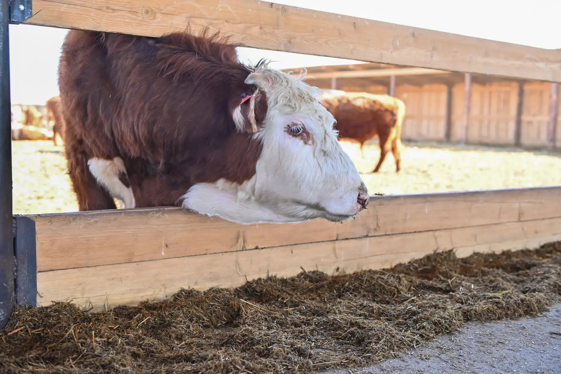 � ���������� ������ ������� �������� ����������� �������� �� ���� ����� �����