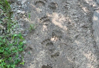 " ":  -       