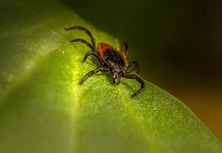 ����� ������ ������� ������� ���������� �� ������ ������