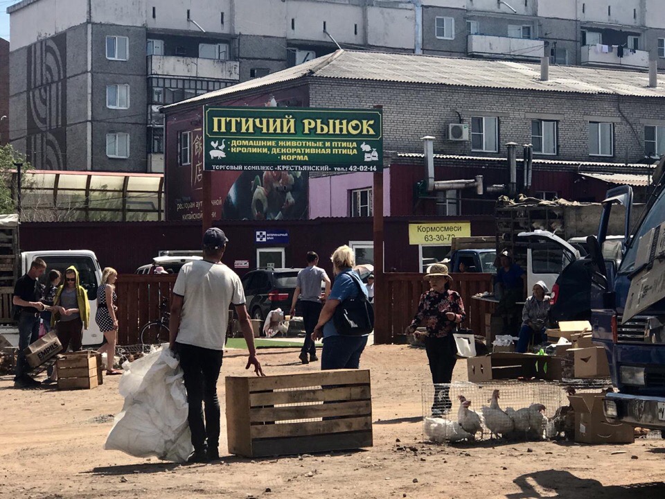 Крестьянский рынок режим работы. Улан Удэ крестьянский крестьянский рынок. Птичий рынок Улан-Удэ. Птичий рынок Калининград. Птичий рынок в Калитниках.