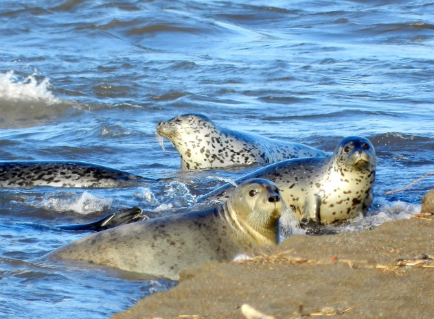 � ����������� ���� ���������� ��������� �������� ������� �����������