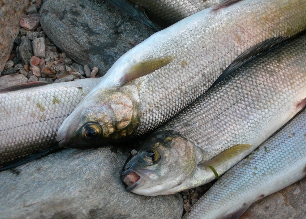 ������ ������� ������� �������� ���� �� ����� ����� � ������� �� �������