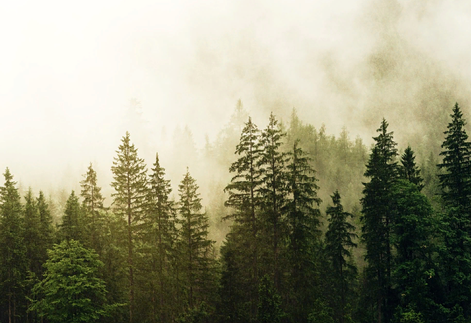 ������ �����-����� �� ������� � ��������� ���� ��� ����� �������� �� 80% ������� ��������