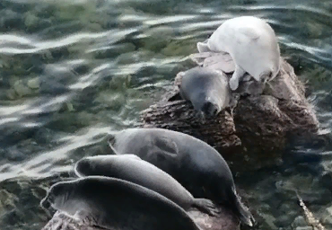 �� ������� ���������� �����-���������