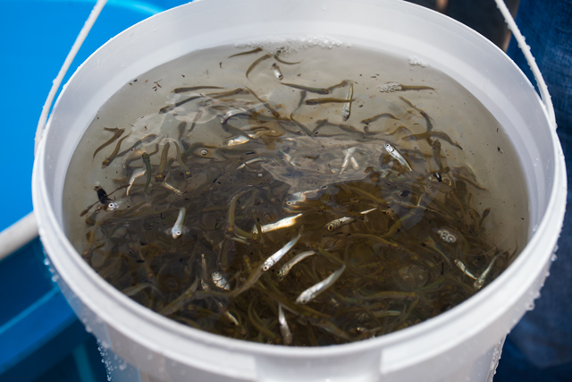 �������������� ��������� ������� ������ ������ ����� � ������ � ������ �� 2 ���� ����