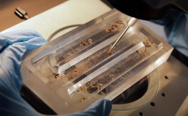 � ���� �������� ����� � ����� ������������� �� �������