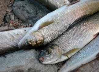 ������ ������ ������� ������ �������������� ��������������� ������������ �����