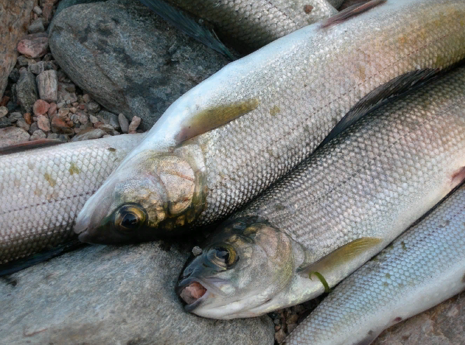 ���������� �������� ����� �������� ������ �� ����� ����� �� ������� 