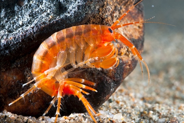 ���� � ��������: ��� ����� ������� ������� �� ����������� �� �������