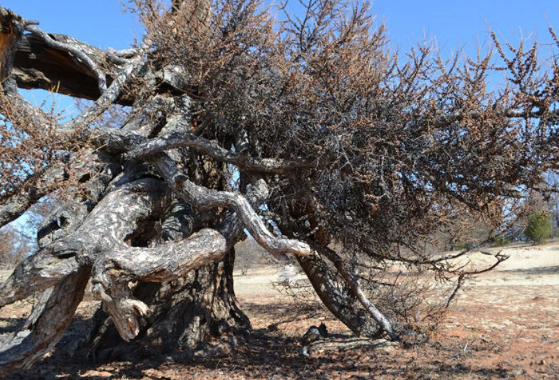 777-������ ����������� �� ������� �������� ��������� ������� ������