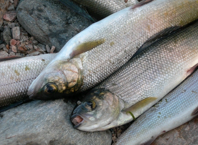 ����� ��������������: "������ �� ����� ������������ ����� ��� ������������� ���������"