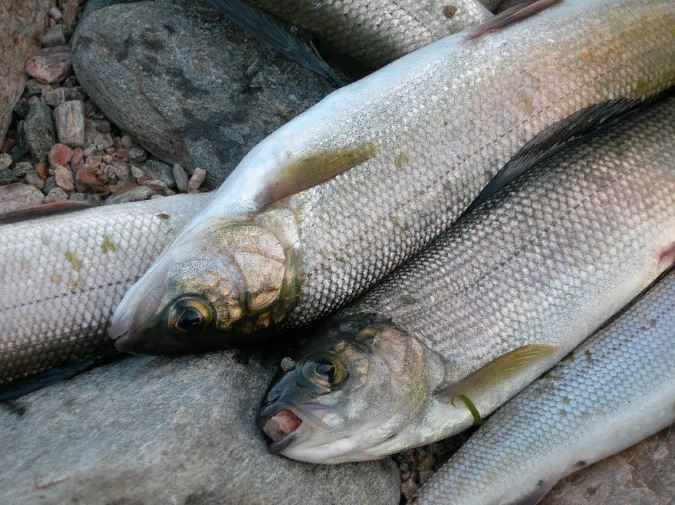 ������ ���������� �������� ��������� ������������ ��� ����� �� �������