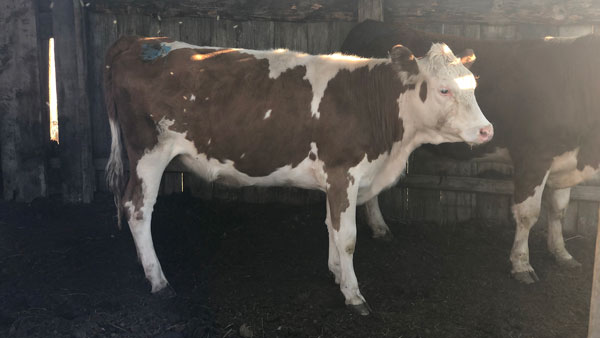 cow.jpg