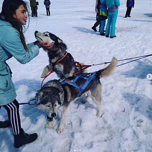 baikalfishing huskey