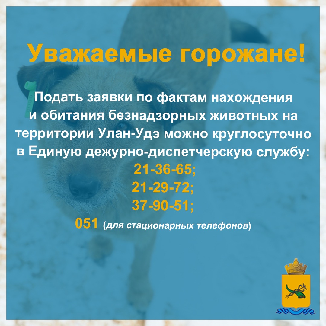 номер отлов собак улан удэ. Смотреть фото номер отлов собак улан удэ. Смотреть картинку номер отлов собак улан удэ. Картинка про номер отлов собак улан удэ. Фото номер отлов собак улан удэ